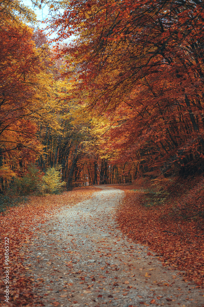 Beautiful autumn forest mountain path