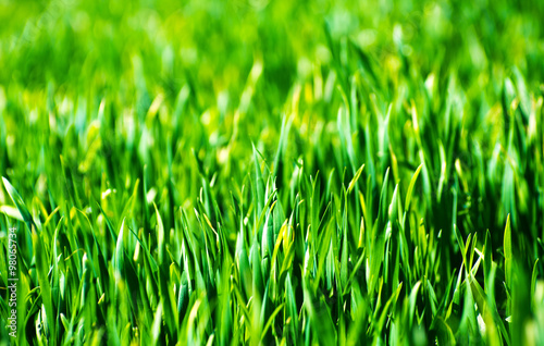 Field of grass