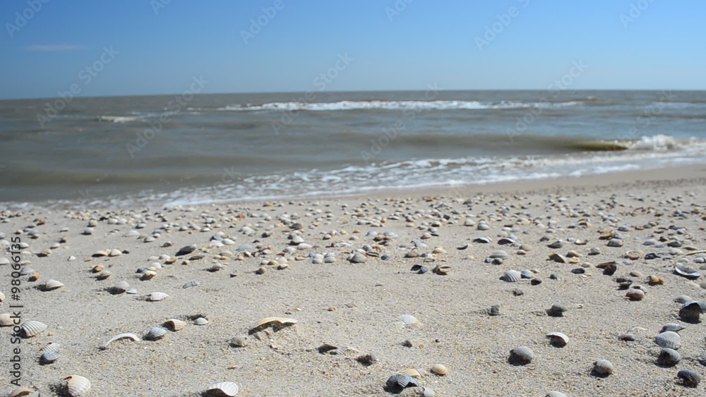 It is a lot of cockleshells and a sea wave It is a lot of cockleshells and a sea wave