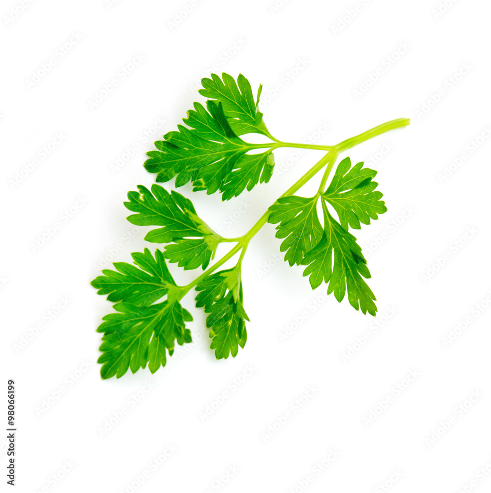 Fototapeta premium Parsley isolated on white