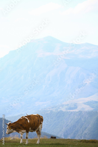 Cow on a field © bizoo_n