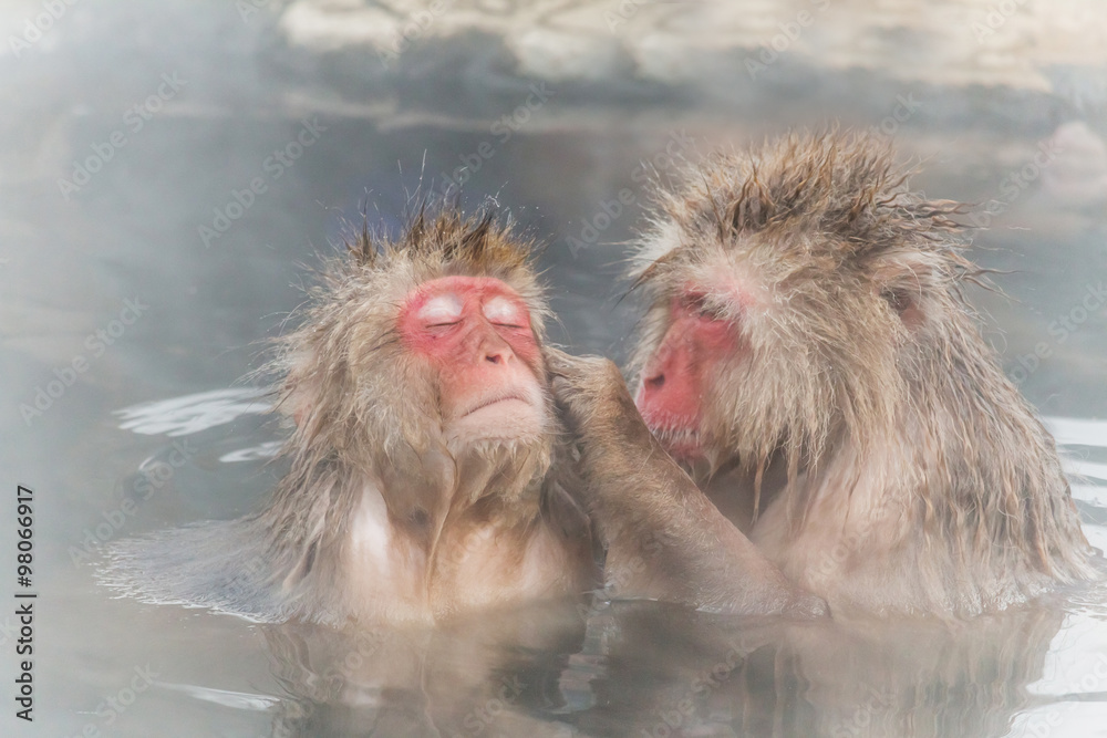 Naklejka premium 混浴で仲良しのおさるのカップル monkey couple of the outdoor bath