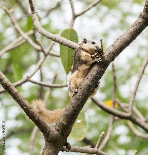 squirrel
