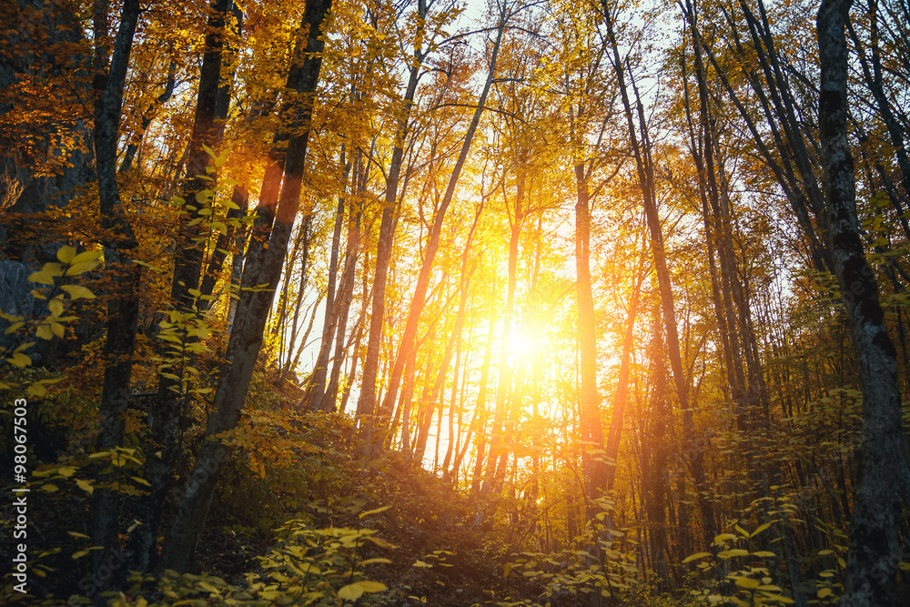 Obraz premium Collection of autumn forest. Autumn landscape