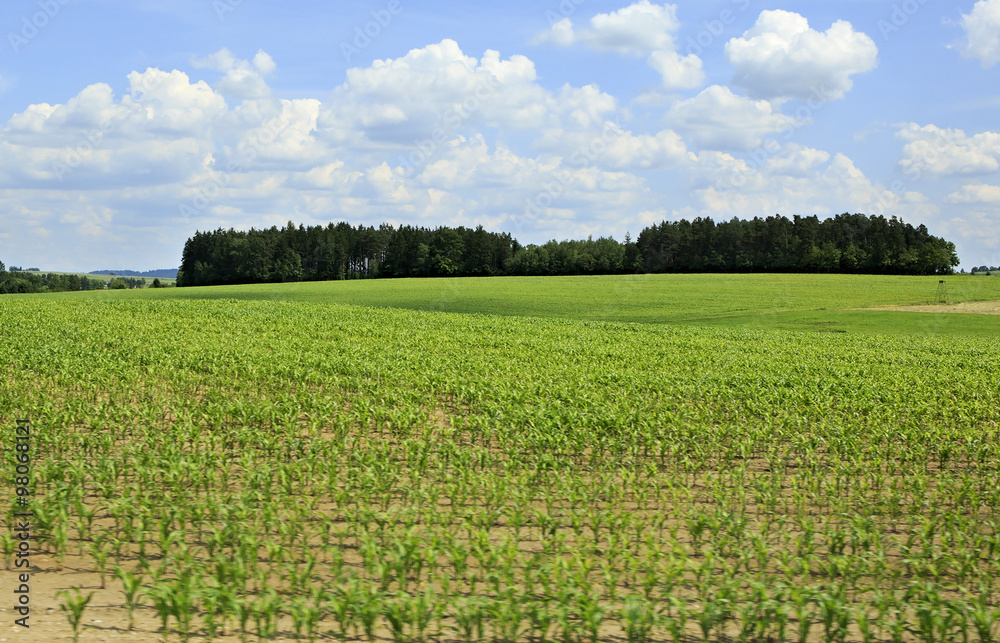 Obraz premium Summer corn field in suburbs Prague.
