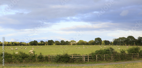 Green pasture with sheep in countryside of Ireland.