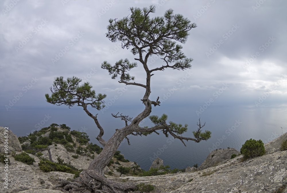 Relic pine in the rocks on the seashore. Relic pine in the rocks on the seashore.
