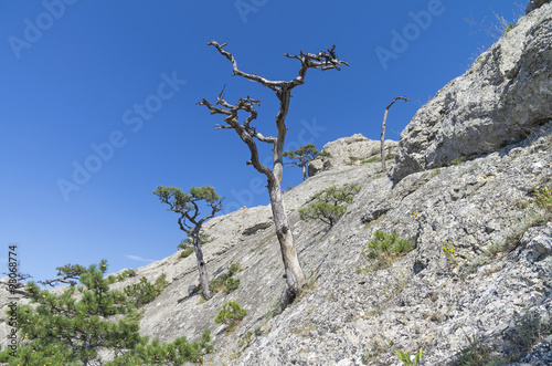 Dried relic pine against the blue sky. Crimea.