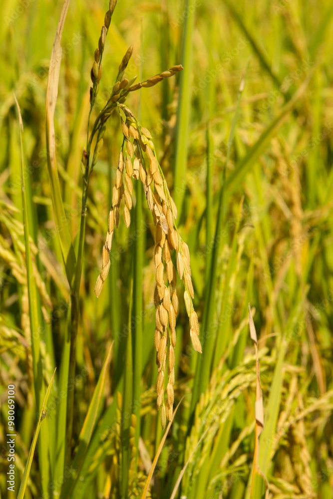 Golden rice on filed ready to be harvested in cool season Golden rice on filed ready to be harvested in cool season