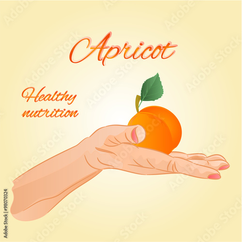 Apricot  in the palm of healthy nutrition vector
