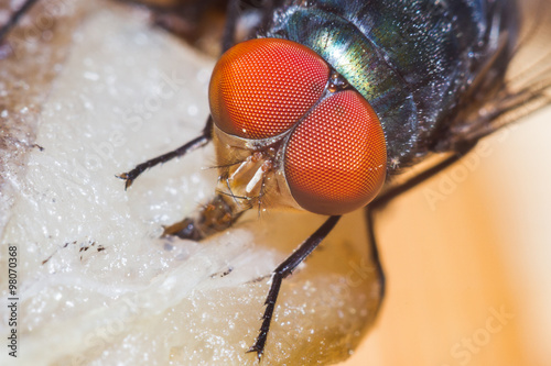 Extreme macro shot the fly or bluebottle eating dried fish photo