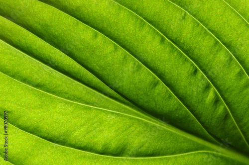  green leaf texture #98070597