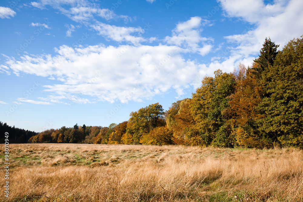 herbstliche Waldkante mit Wiese in der Abendsonne