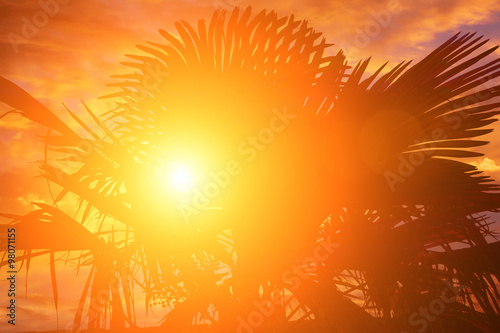 Tropical view with a palm tree and sunset colors.