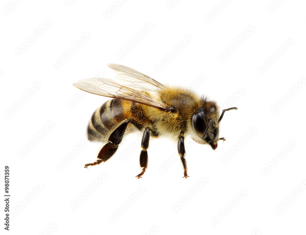 bee bee