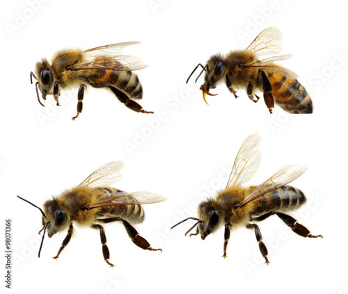 Set of bee © Alekss