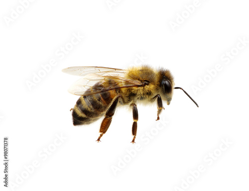 bee