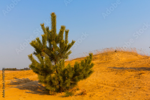alone little pine tree in a sand desert