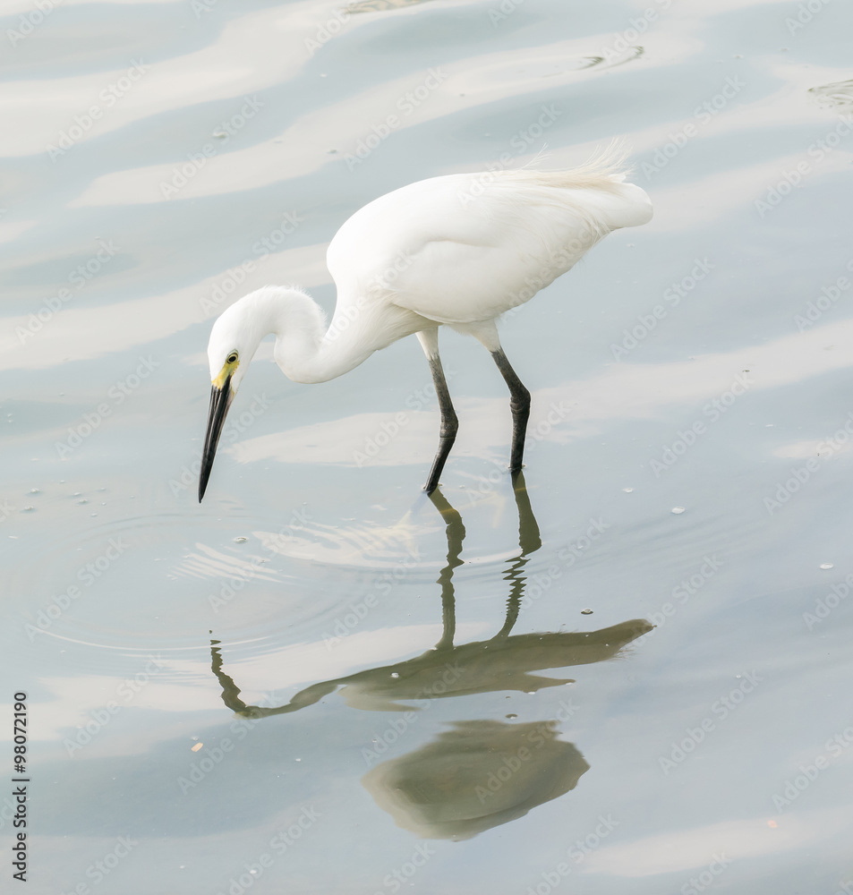 Obraz premium egret