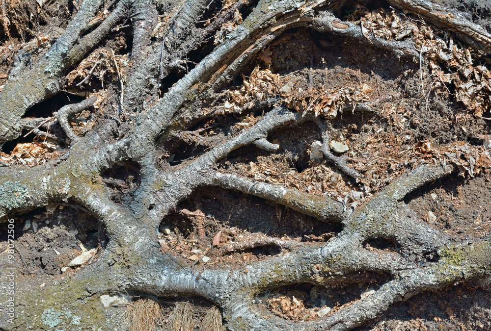 Roots of tree 2 Roots of tree 2