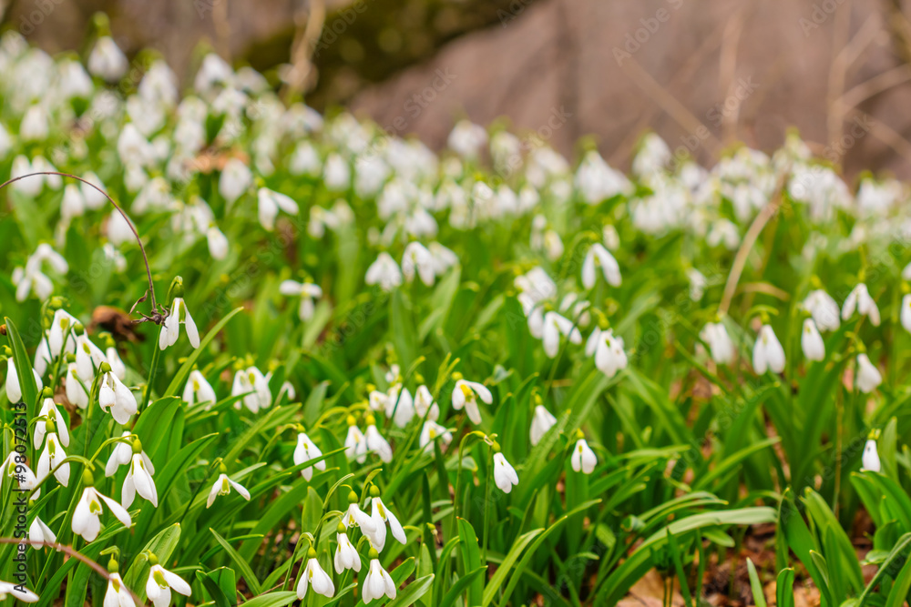 Fototapeta premium beautiful spring snowdrop forest glade