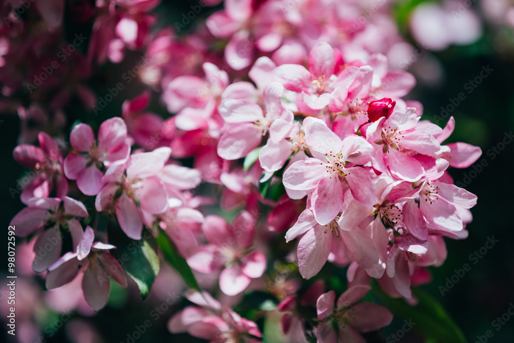 pink Flowers In Spring Garden Tree