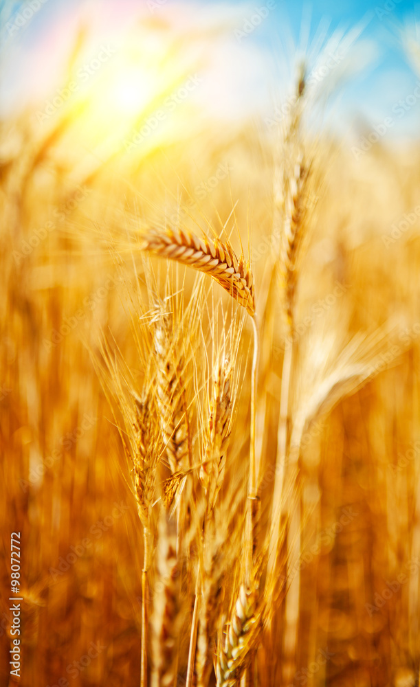 Fototapeta premium Golden wheat field in summer