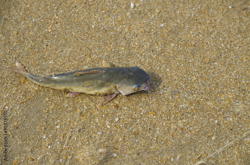 fish of som on sea sand