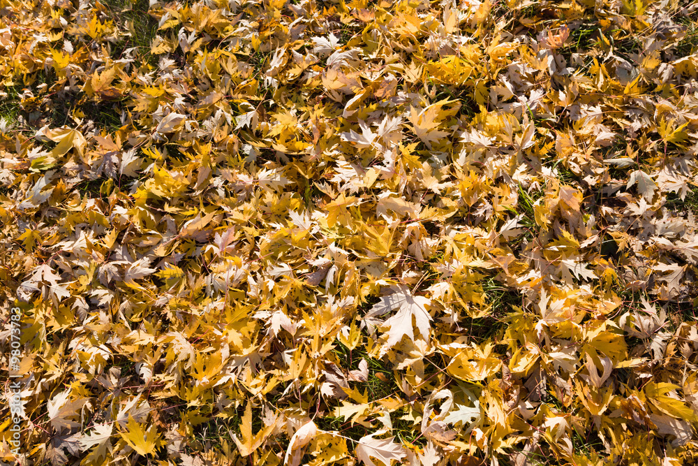 autumn leaves on the ground autumn leaves on the ground