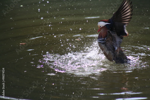 Canard milouin  photo