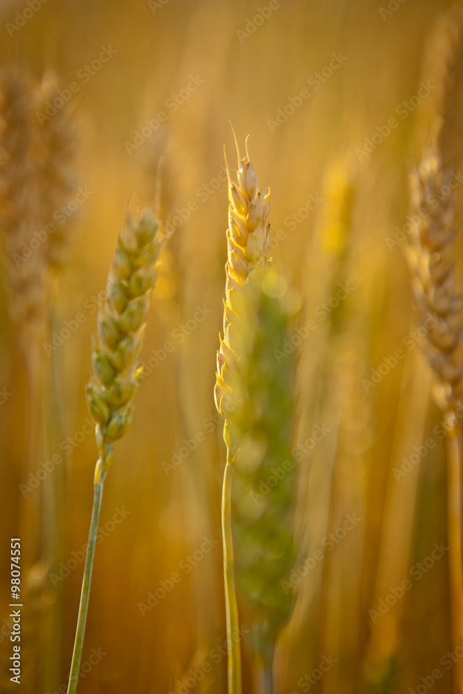 Backdrop of ripening ears of yellow wheat field.