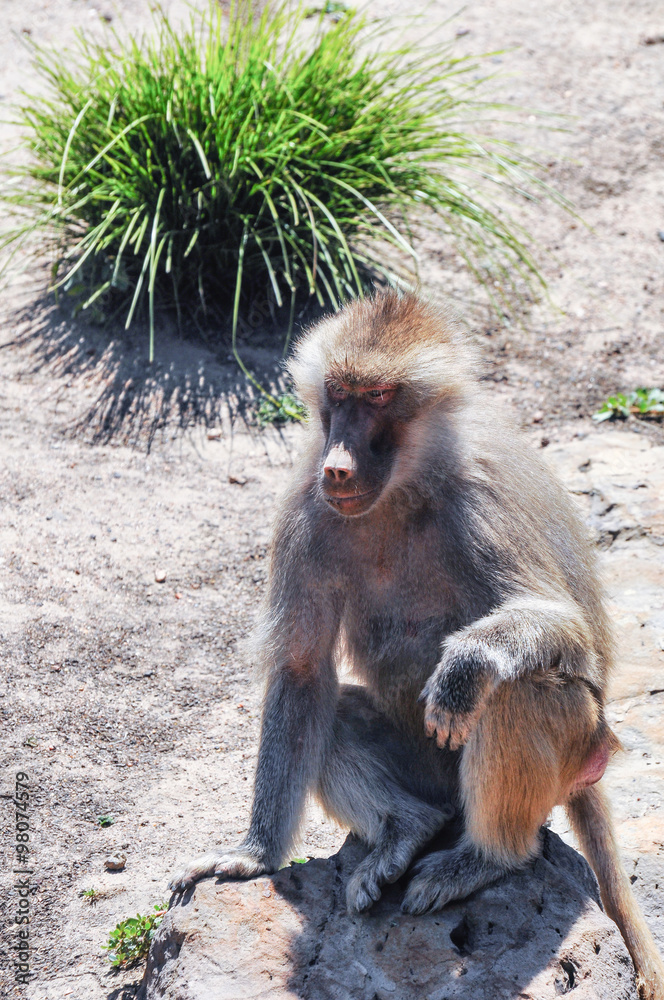 Monkeys in the zoo of Melbourne