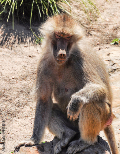 Monkeys in the zoo of Melbourne