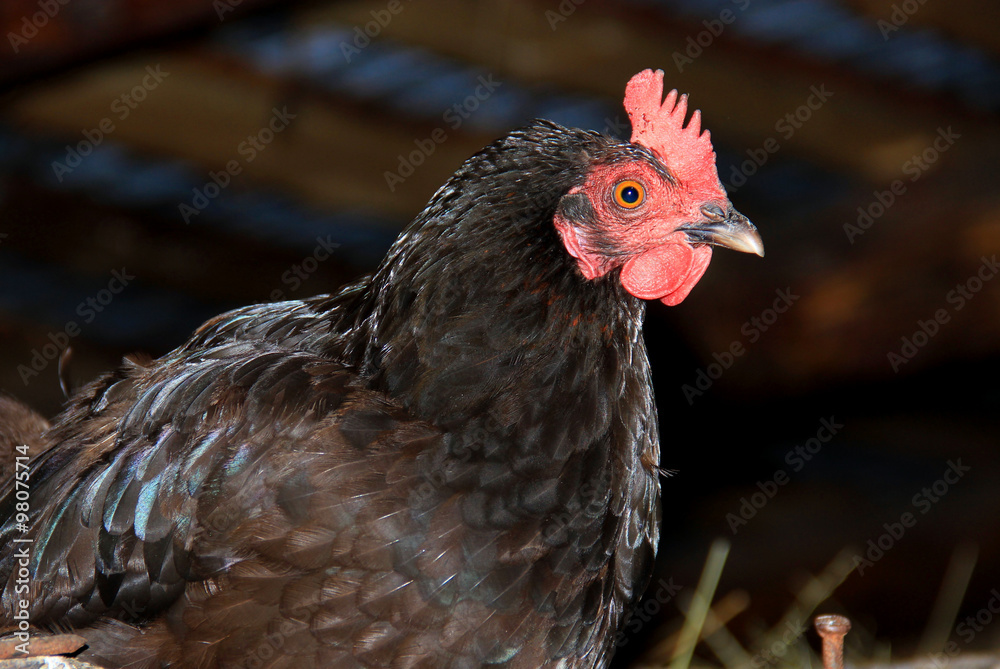 black chicken in a barn on a farm