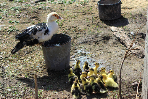 brood of ducklings photo