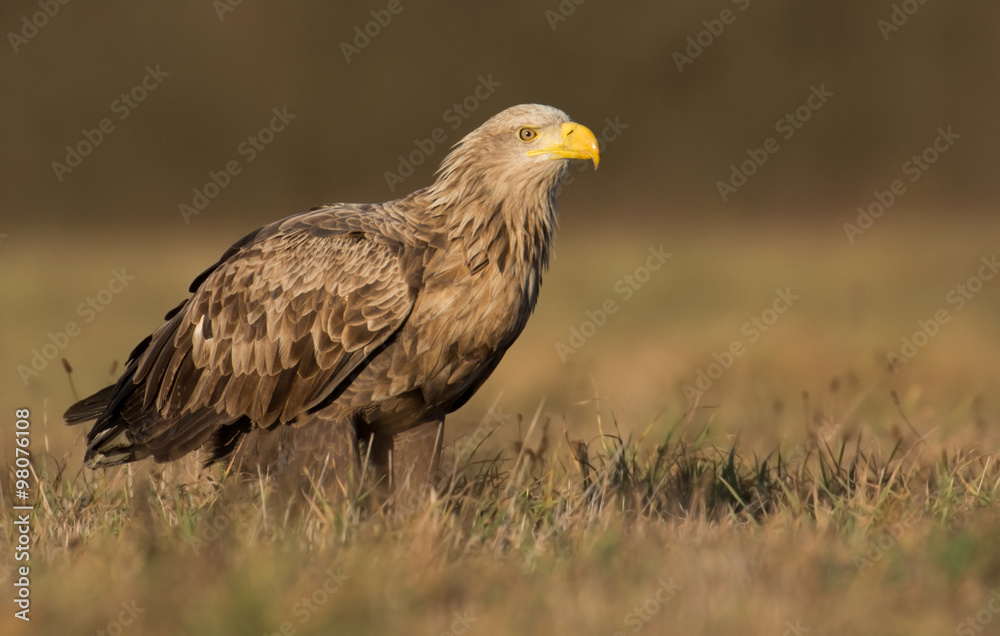 White tailed eagle (Haliaeetus albicilla) White tailed eagle (Haliaeetus albicilla)