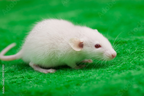white mouse on a green grass background © Tsyb Oleh