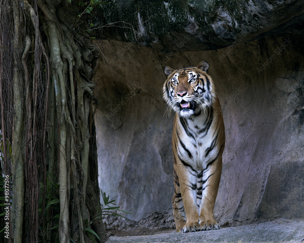 Naklejka premium Bengal Tiger standing in front of the cave