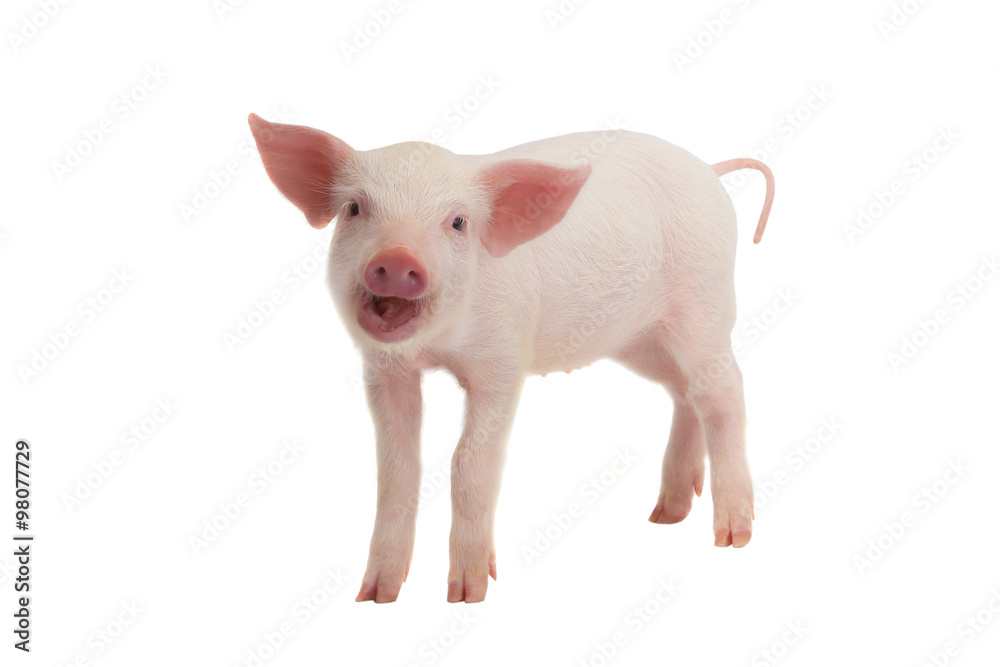 smile pig
