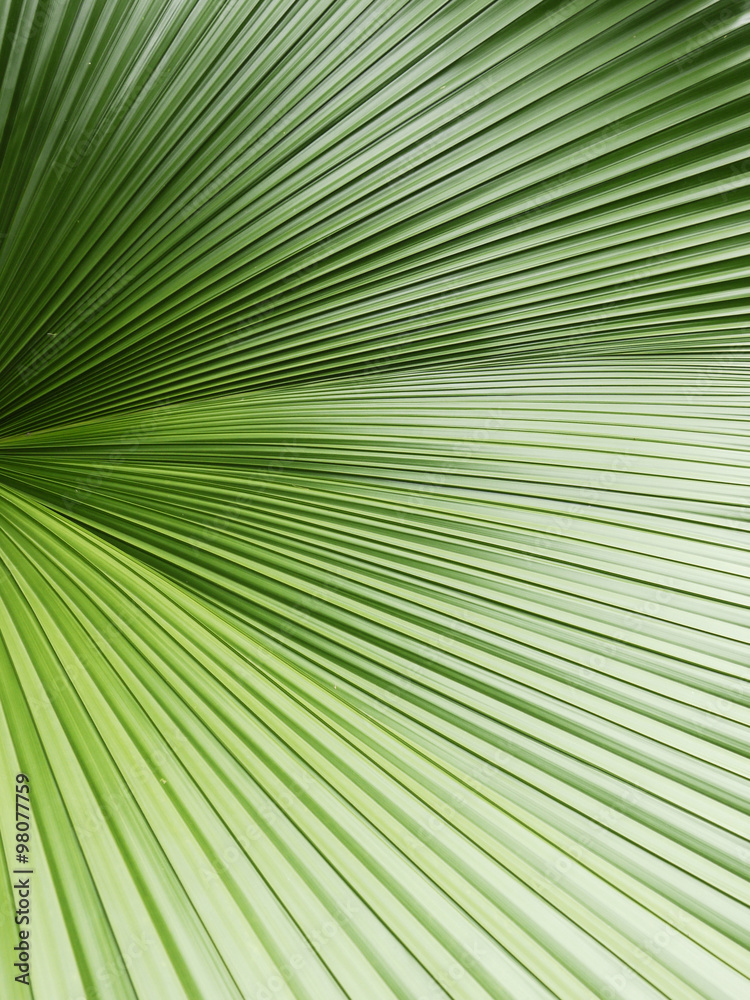 Texture of Green palm Leaf Texture of Green palm Leaf