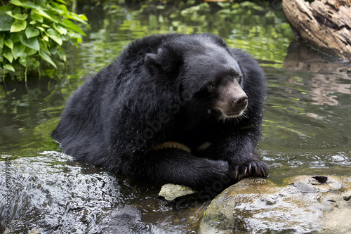 Big Black happy bear in the pond pool water