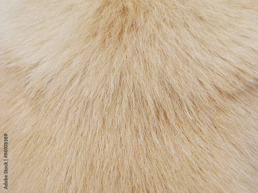 dog hair dog hair