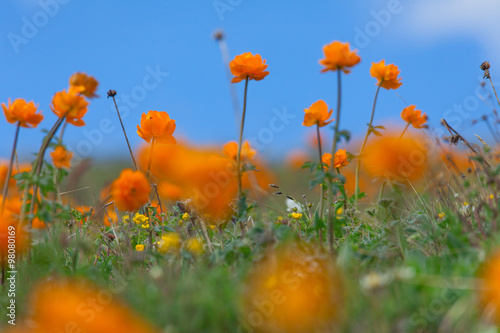 trollius asiaticus