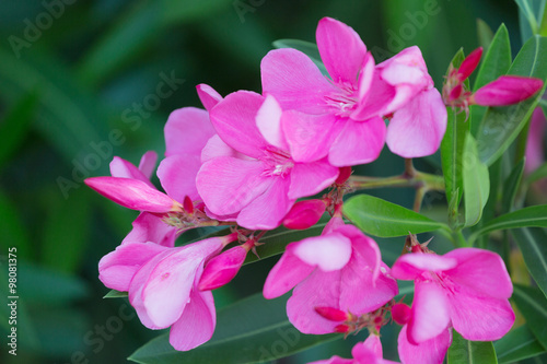 Oleander branches with pink flowers close up