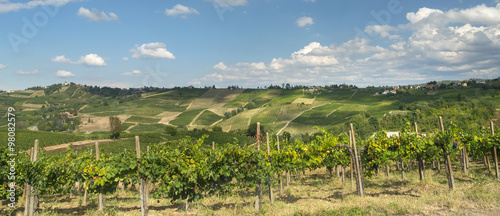 Vineyards in Oltrepo Pavese (Italy) photo
