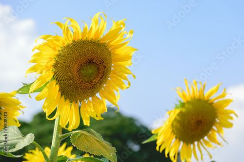 Beautiful sunflower in the garden.