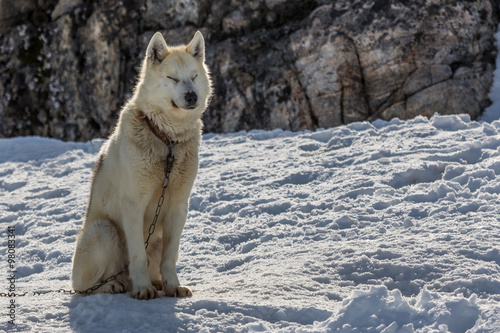 Greenlandic sledding dog husky