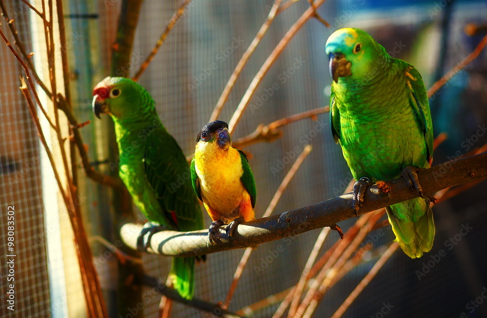 Fototapeta premium green and yellow colored parrots on branch.
