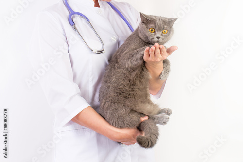 The veterinarian holds a cat in her arms