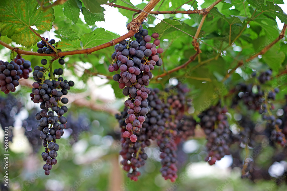 grapes harvest in vineyard